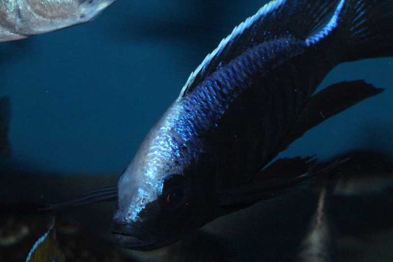 Copadichromis trewavasae 'Likoma Island'